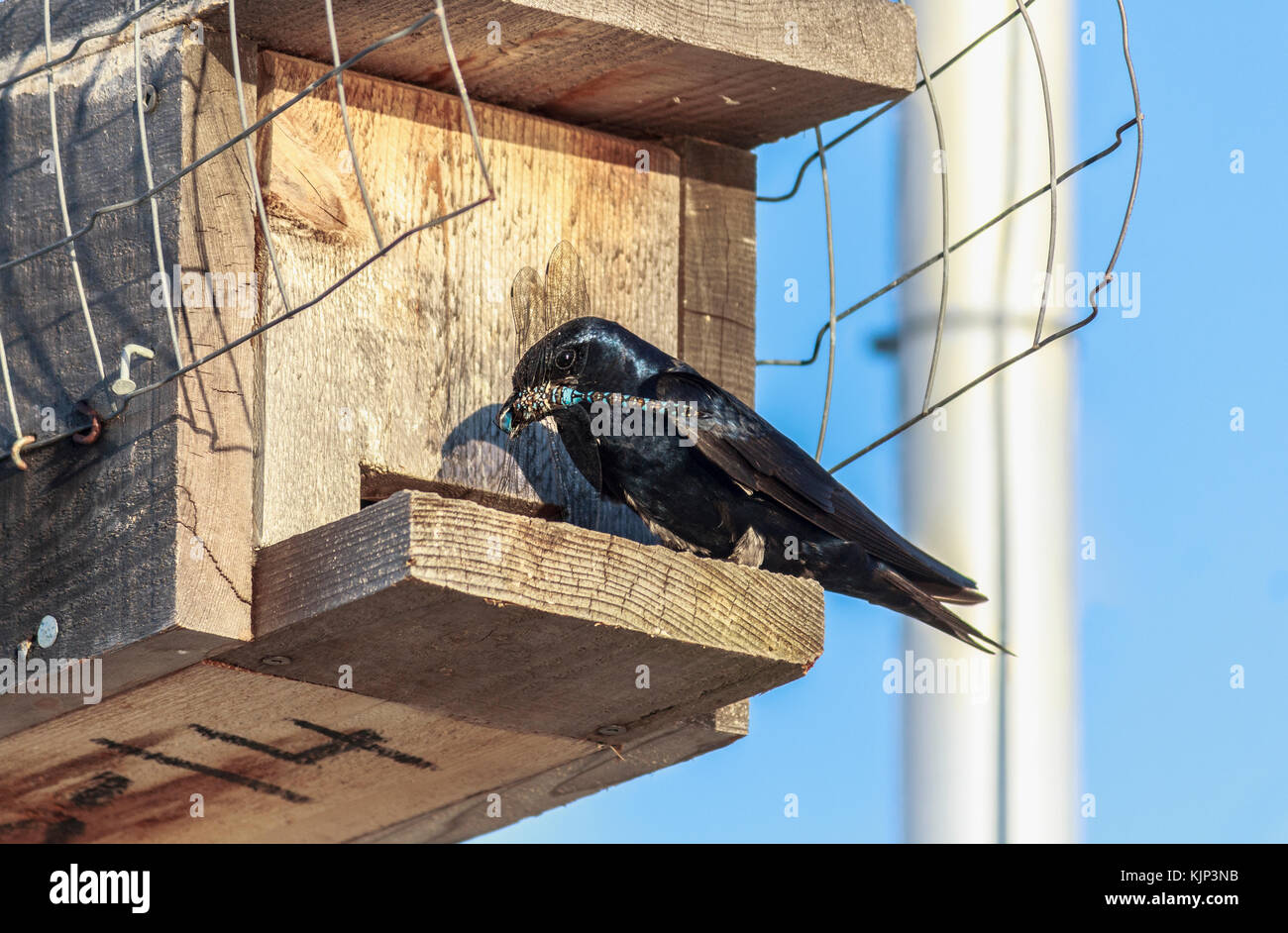 An adult male Wester Purple martin stands on a cedar nest-box at a Vancouver Island marina with a dragonfly in its beak (sailboat mast in background). Stock Photo