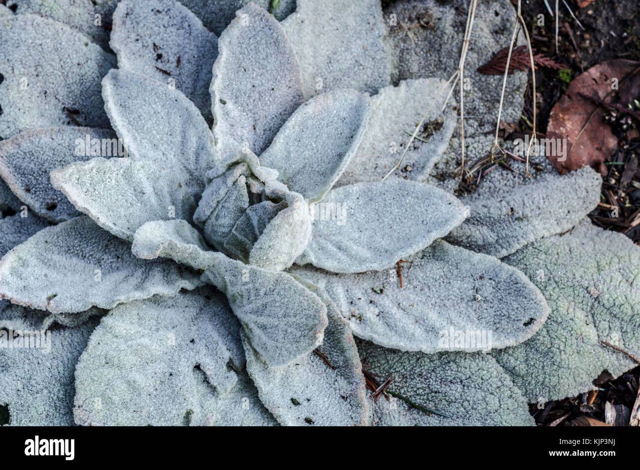 Frost coats the leaves of a common mullein (Verbasum thapsus) plant in a garden in winter. Stock Photo