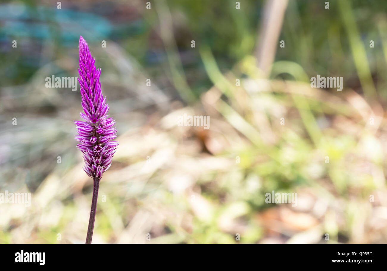 Will Cockcomb flower with blur background - Buddleja asiatica Lour. Stock Photo