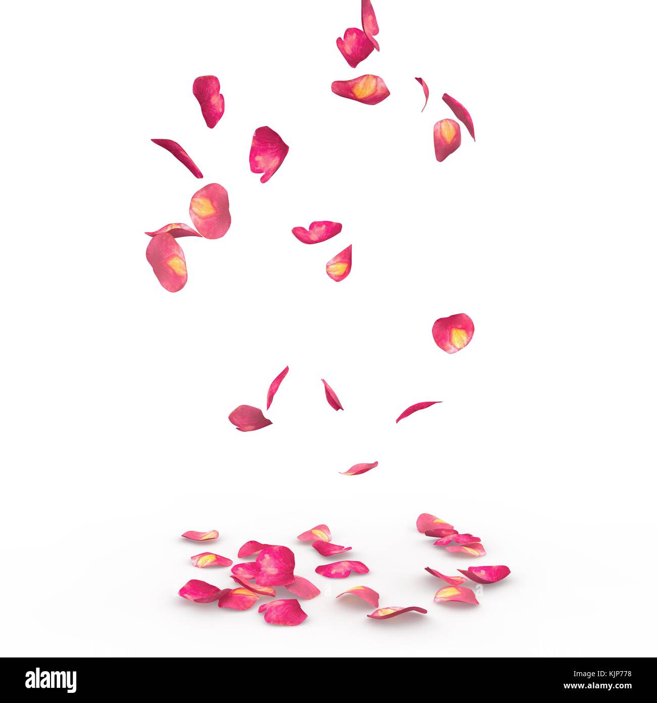Rose petals fall to the floor. Isolated background Stock Photo Alamy