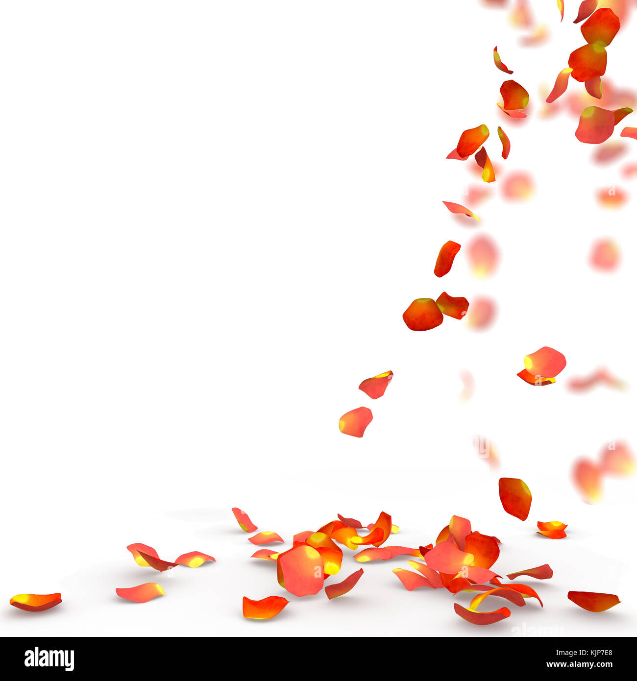 Rose petals fall to the floor. Isolated background Stock Photo Alamy