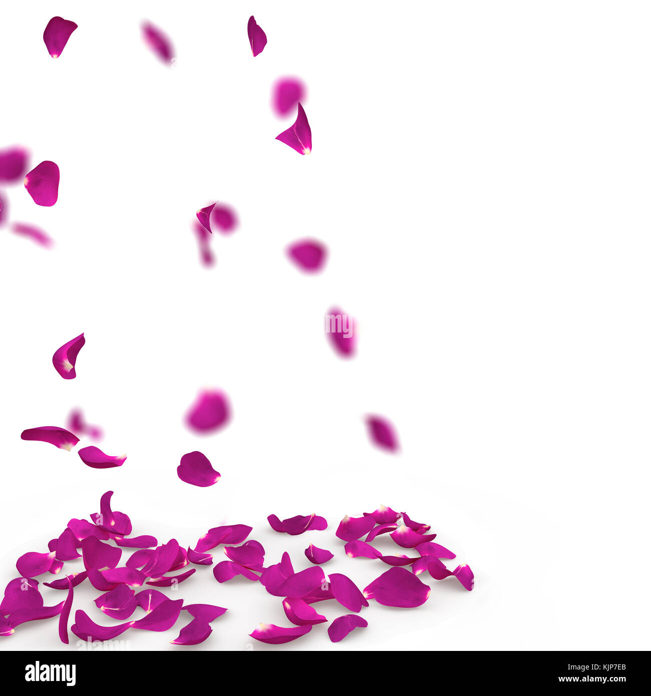 Purple rose petals fall to the floor. Isolated background Stock Photo