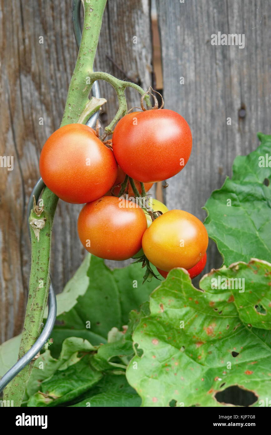 tomatoes ripening on the vine outdoors in Bavaria Stock Photo Alamy