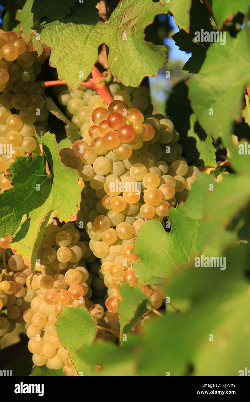 Closeup on grape bunch growing in a sunny garden with selective focus Stock Photo