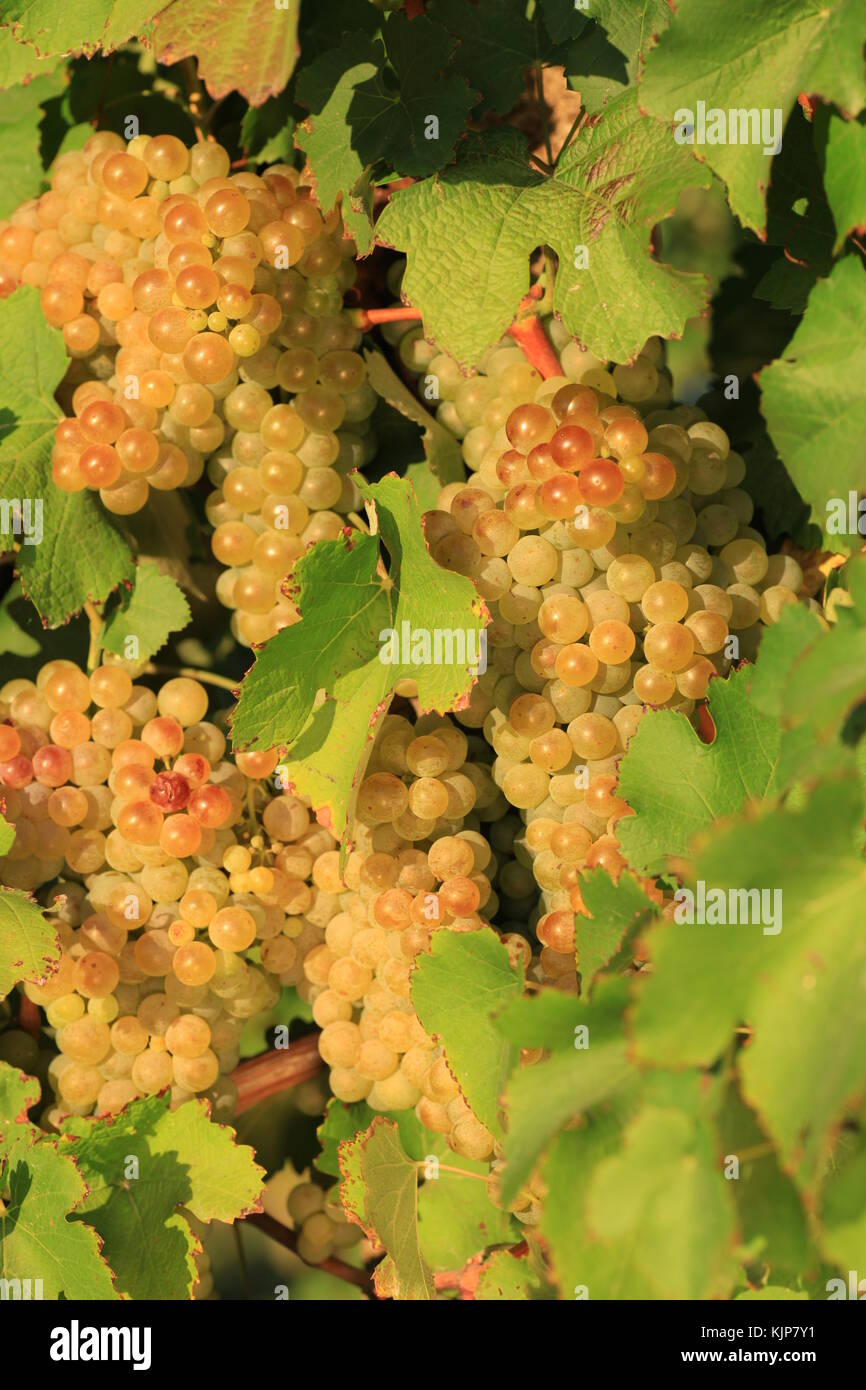 Closeup on grape bunch growing in a sunny garden with selective focus Stock Photo