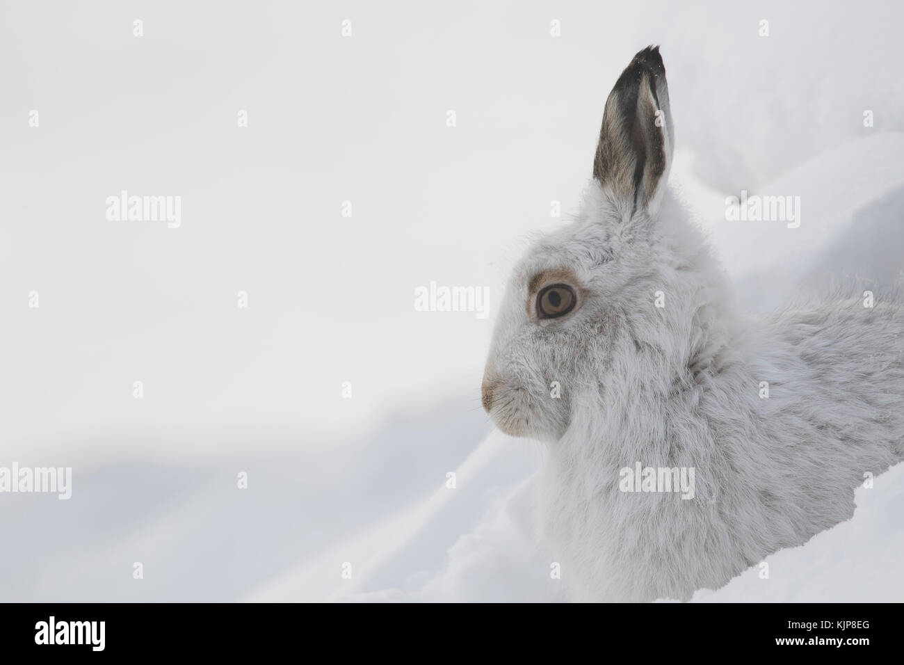 Mountain hare, Lepus timidus, close up portrait while sat in the winter snow on the slopes of ben rinnes, cairngorms national park, scotland Stock Photo