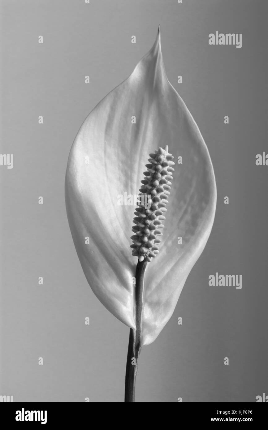 Houseplant - Spathiphyllum floribundum (Peace Lily). White Flower.Black and white,B&W Stock Photo