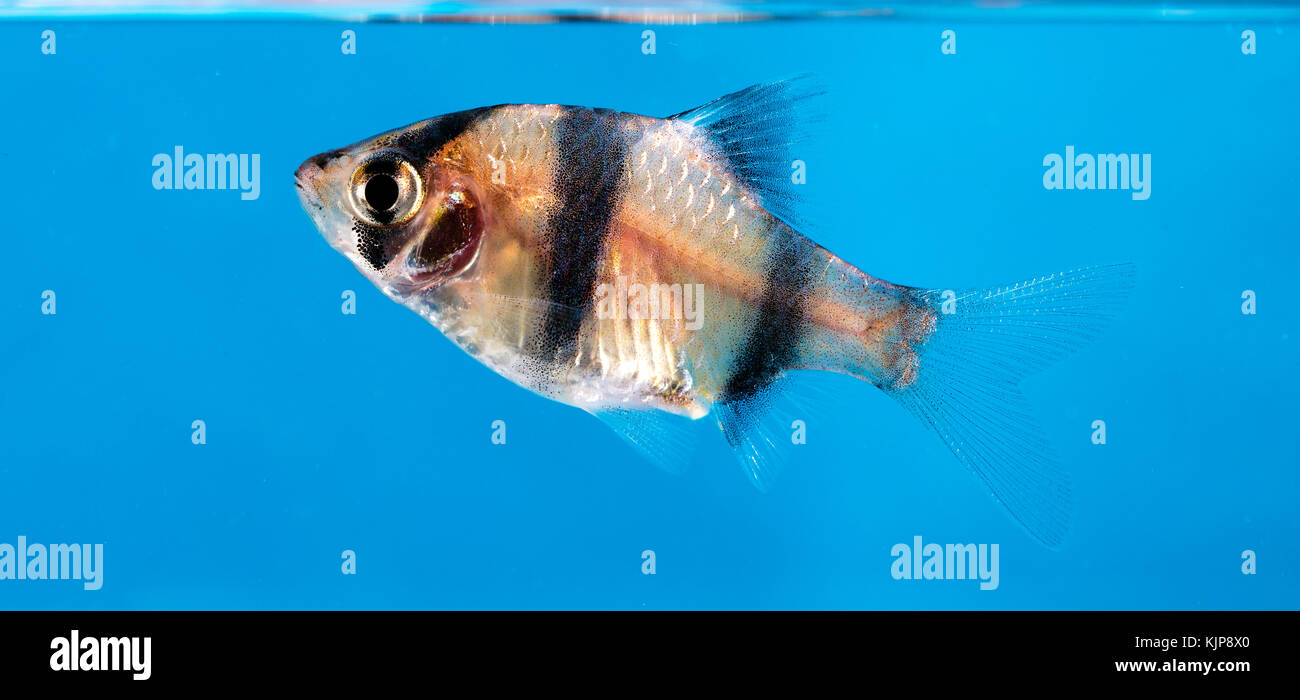 Aquarium fish, Barbus tetrazona Stock Photo