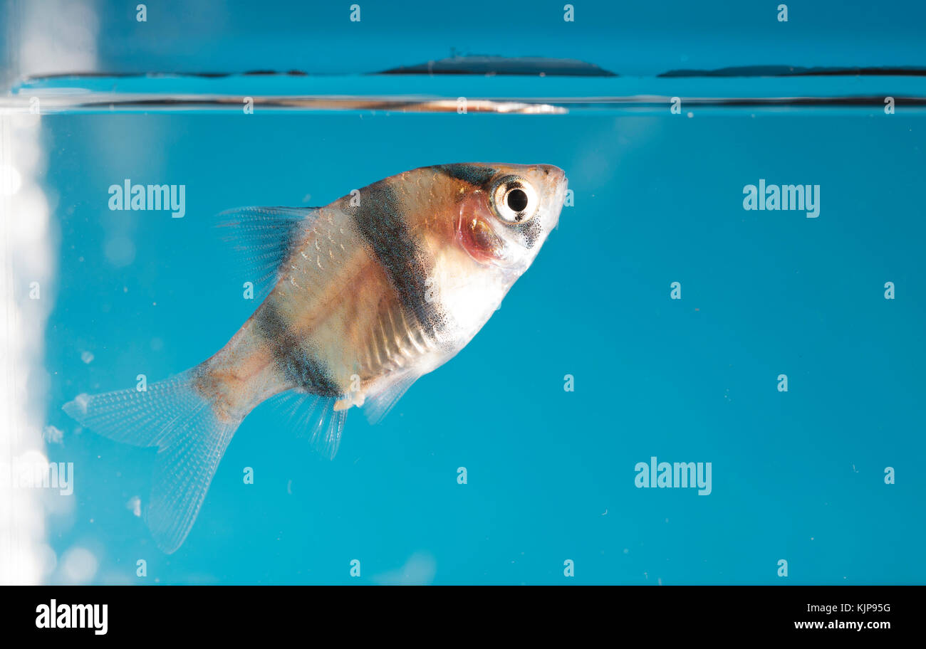 Aquarium fish, Barbus tetrazona Stock Photo