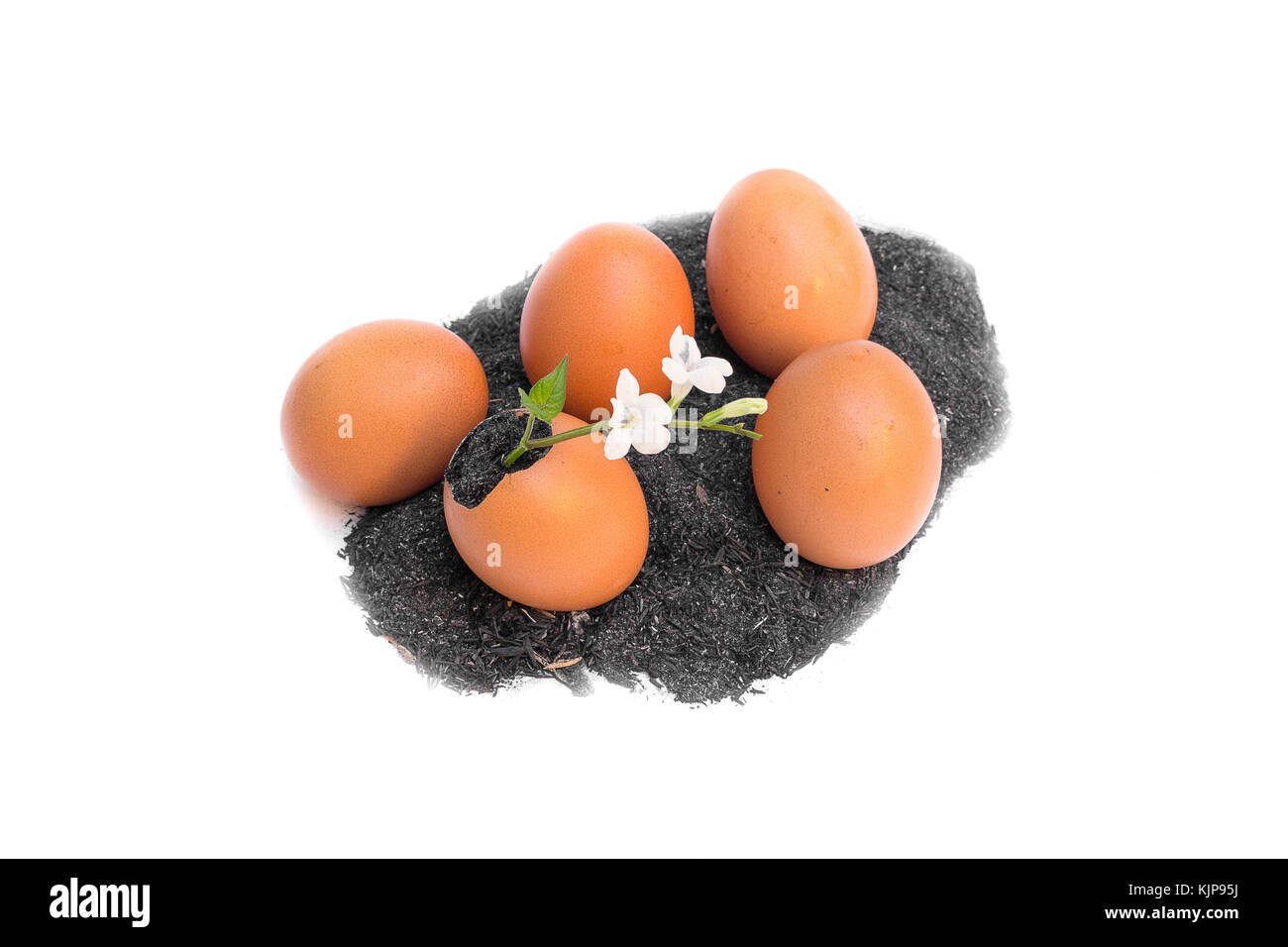 Young Plant Growing In Egg Shell And Eggs Four Leaf Tree With Flowers Isolated On White Background You Can Paint On There S Egg Stock Photo Alamy