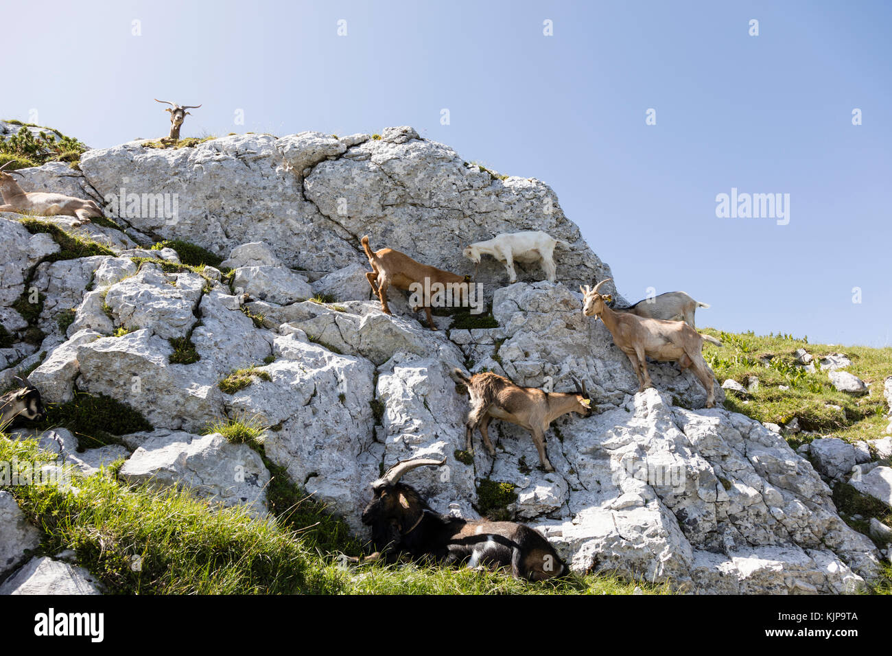 Goat herd climbs on a rock in the alps of Slovenia Stock Photo - Alamy