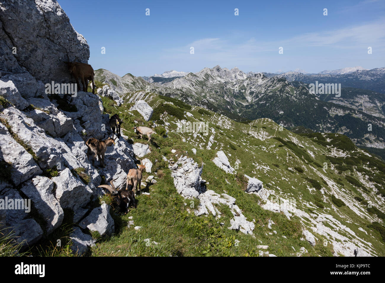 Goat herd climbs on a rock in the alps of Slovenia Stock Photo - Alamy