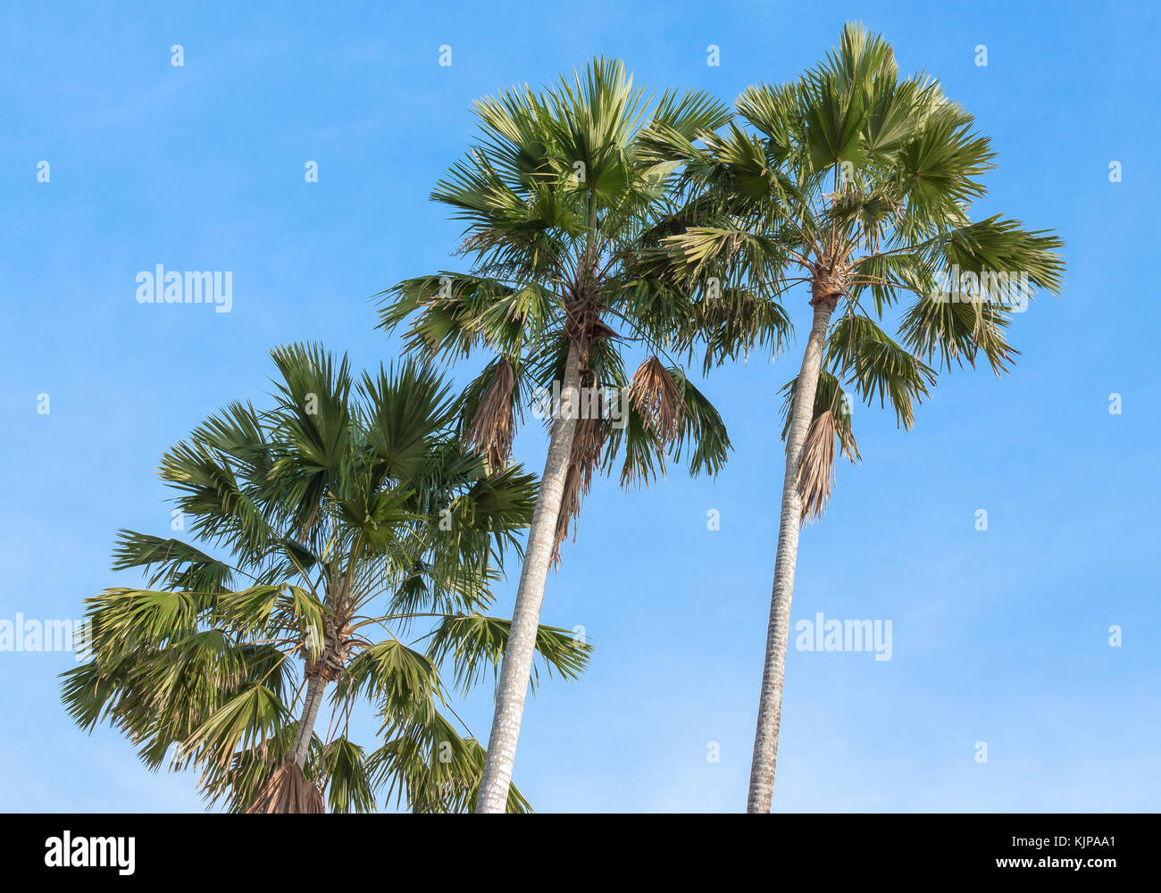 Palm trees on a background of blue sky. Red Sealing wax palm, Lipstick palm, Raja palm, Maharajah palm, Cyrtostachys renda ornamental plant in gardens Stock Photo