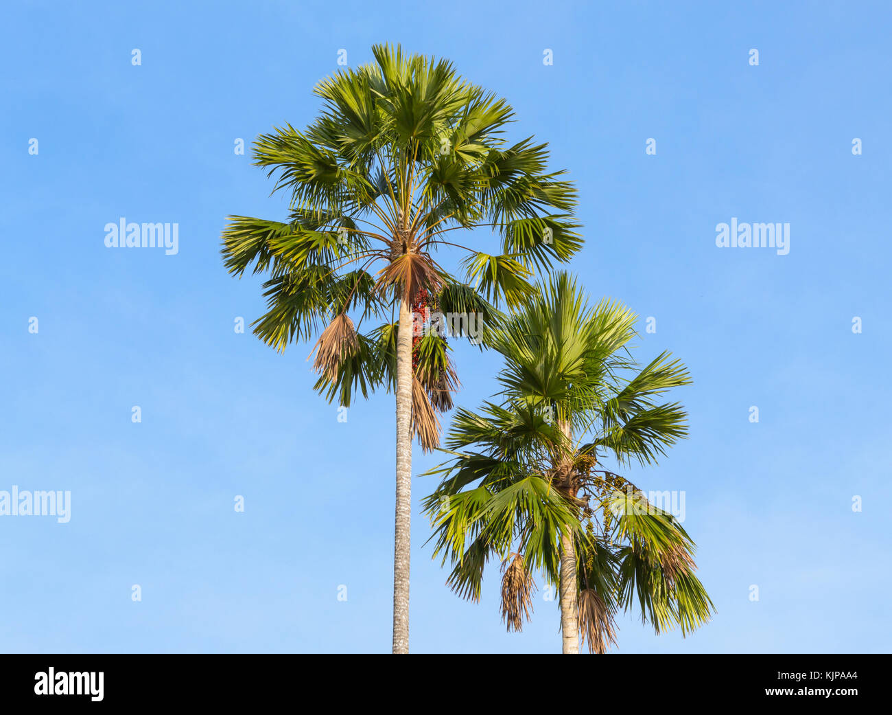 Palm trees on a background of blue sky. Red Sealing wax palm, Lipstick palm, Raja palm, Maharajah palm, Cyrtostachys renda ornamental plant in gardens Stock Photo