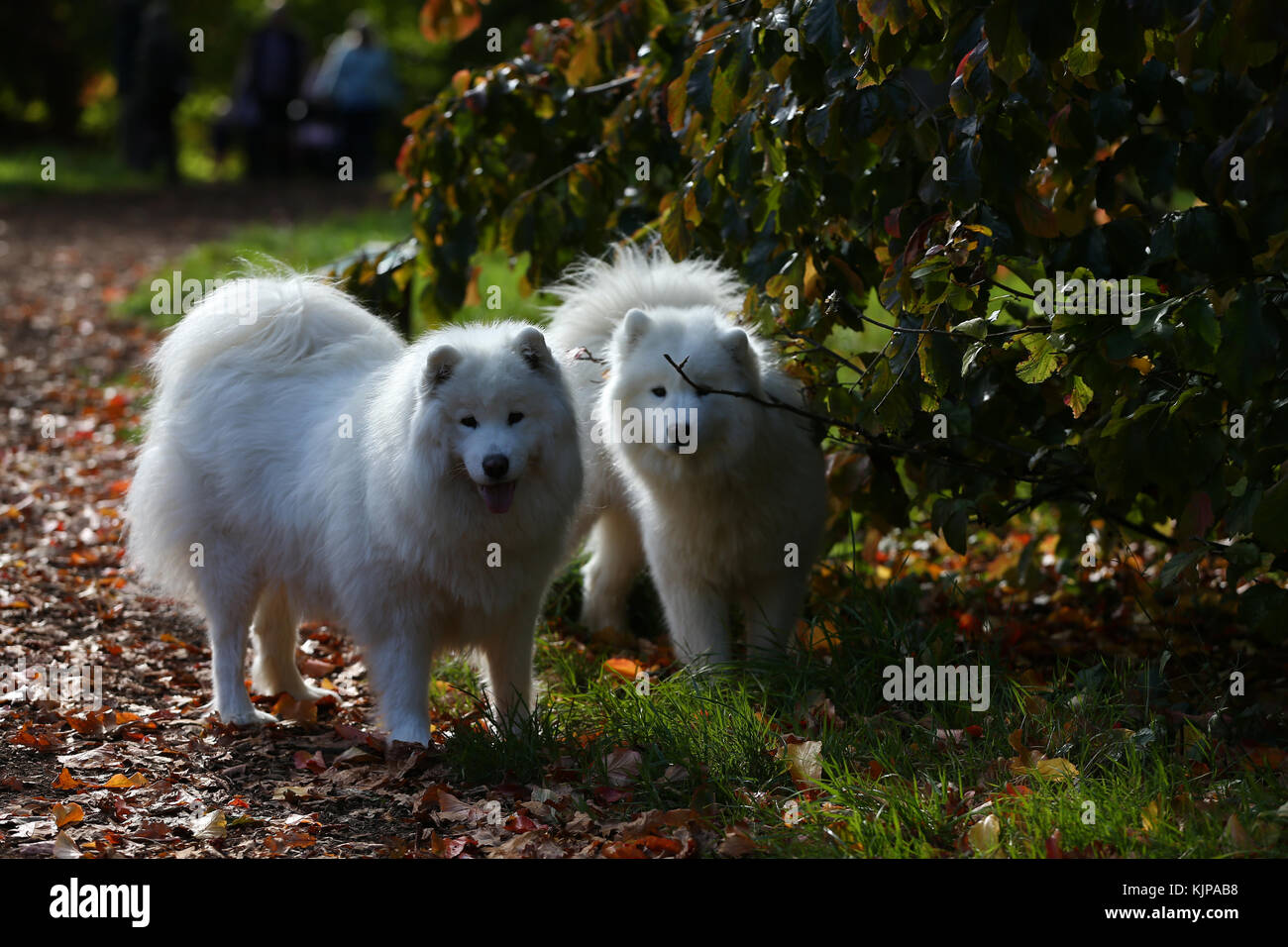 samoyed panting