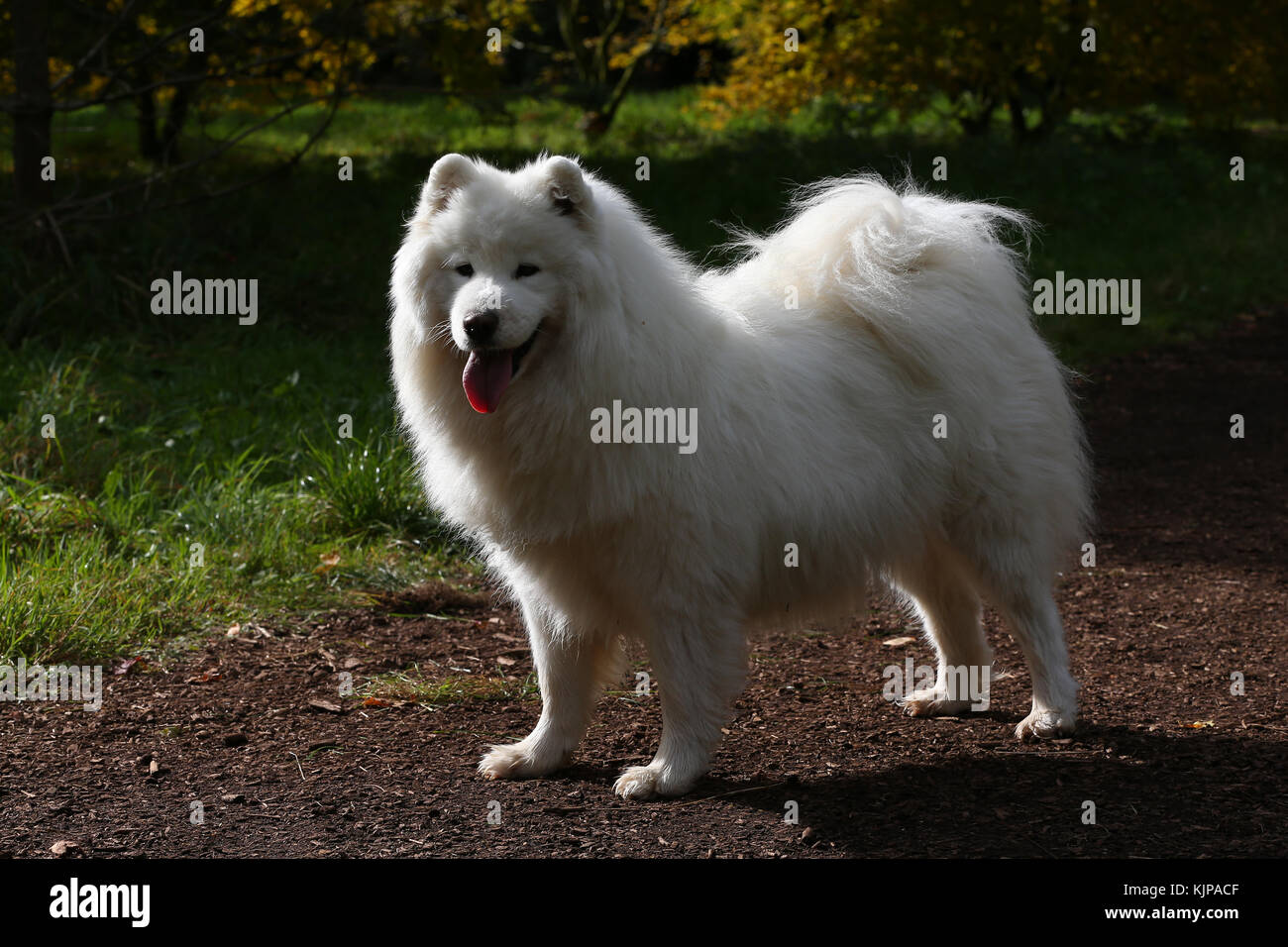 samoyed panting