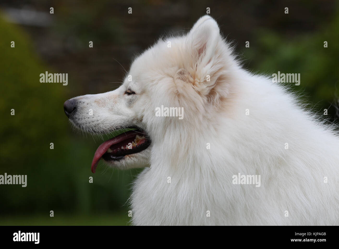 samoyed panting