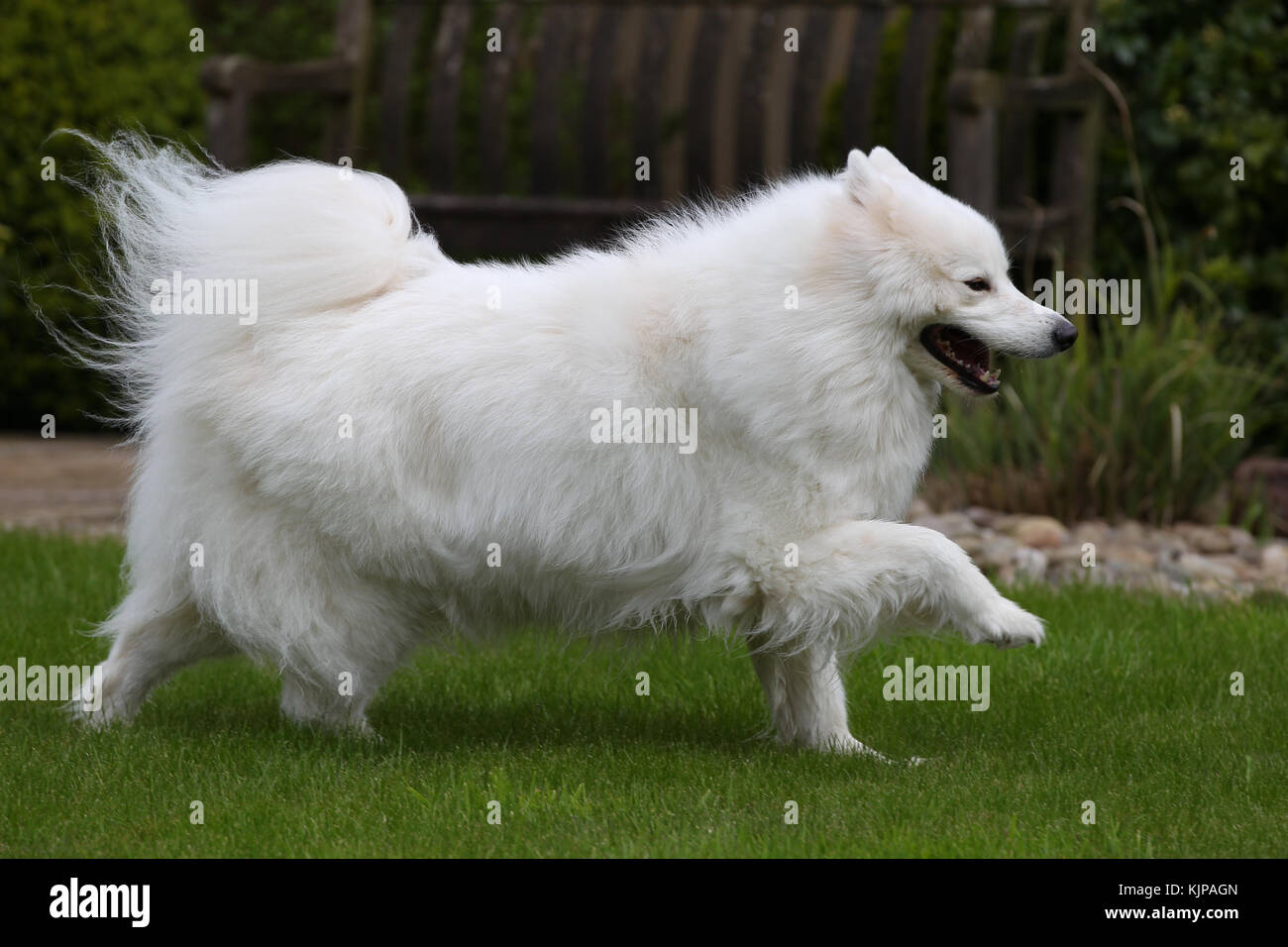 samoyed panting