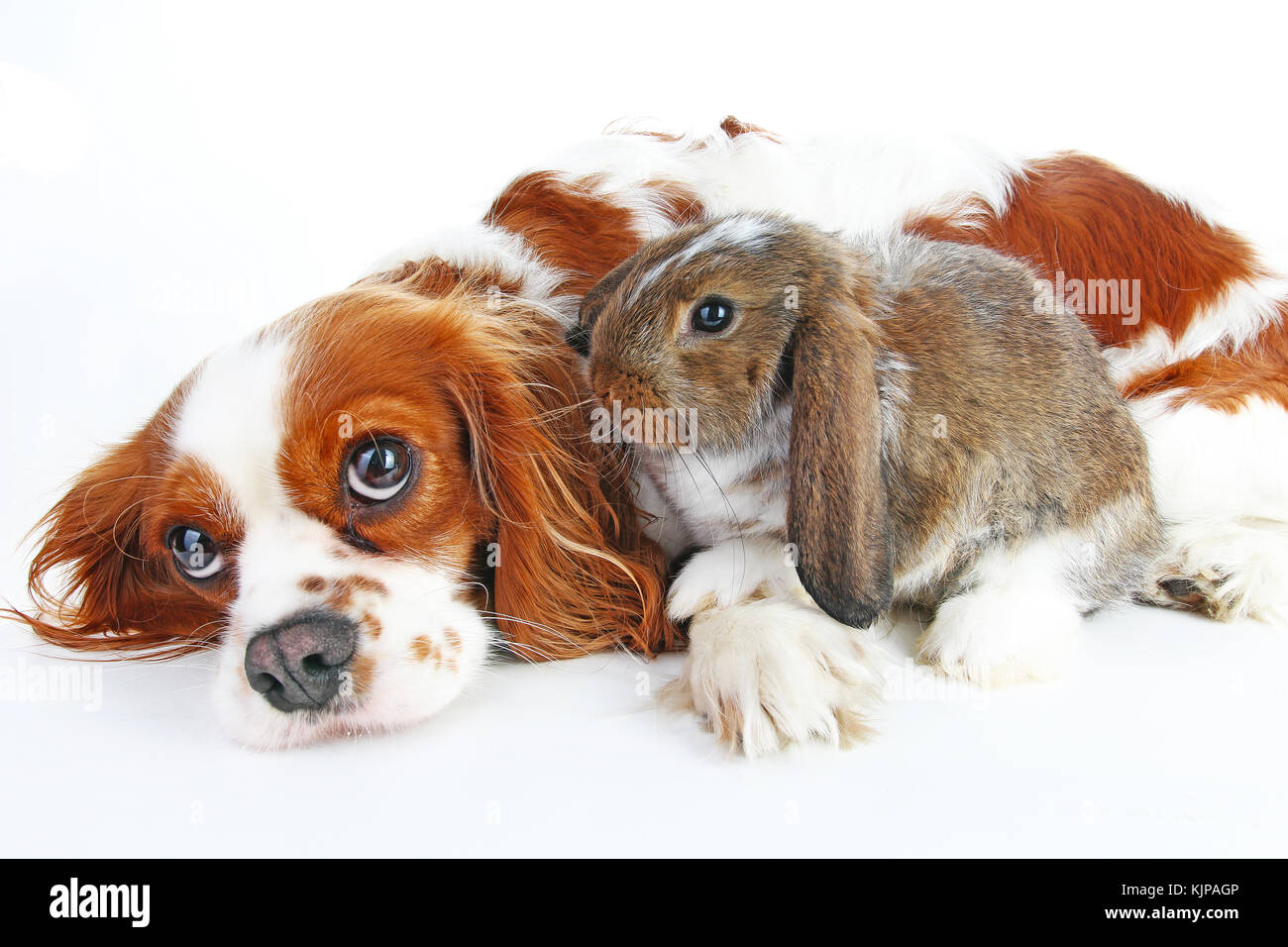 Can Rabbit And Dog Live Together