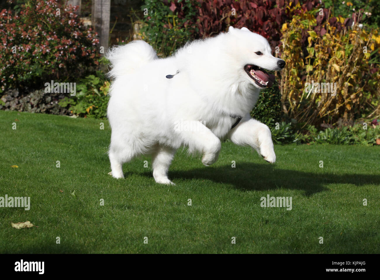 Samoyed Samoyedskaya Sabaka running on grass in garden panting with ...