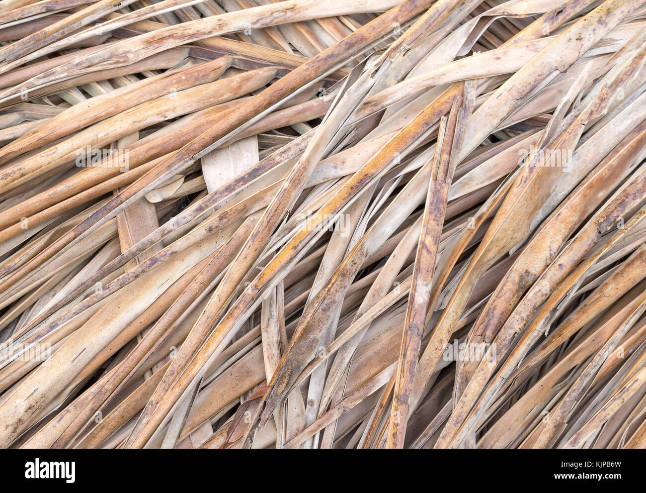 Old coconut leaf dried. that overlap pile. Abstract background of dried