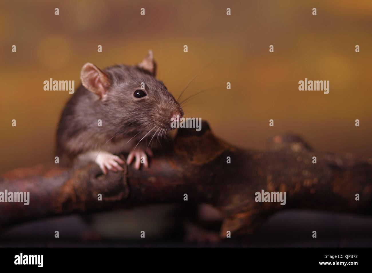 Portrait of domestic rat Stock Photo