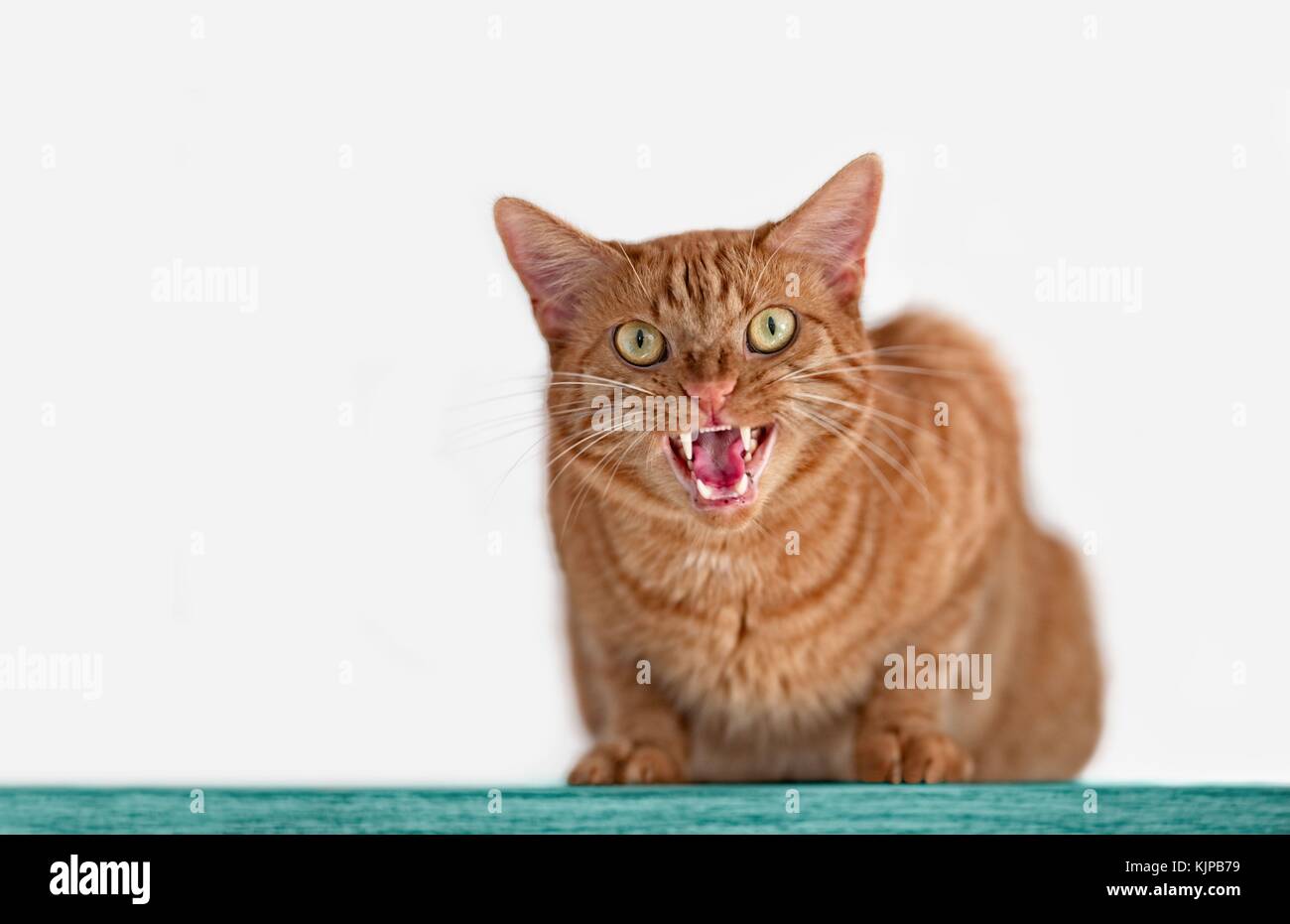 Angry cat hires stock photography and images Alamy