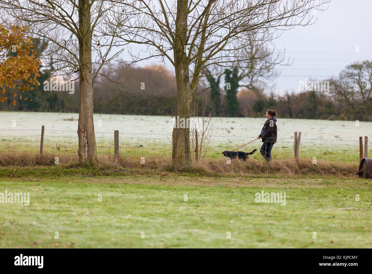 Ashford, Kent, UK. 25th November, 2017. Cold and frosty start to the day in rural Kent. The weather is expected to be sunny and bright but remain cold throughout the day with a maximum temperature of 5c. A women walks her dog on a tree lined field. Photo Credit: Paul Lawrenson /Alamy Live News Stock Photo