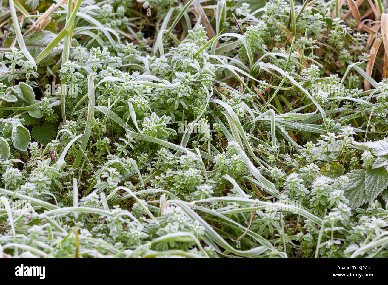 Ashford, Kent, UK. 25th November, 2017. Cold and frosty start to the day in rural Kent. The weather is expected to be sunny and bright but remain cold throughout the day with a maximum temperature of 5c. Photo Credit: Paul Lawrenson /Alamy Live News Stock Photo