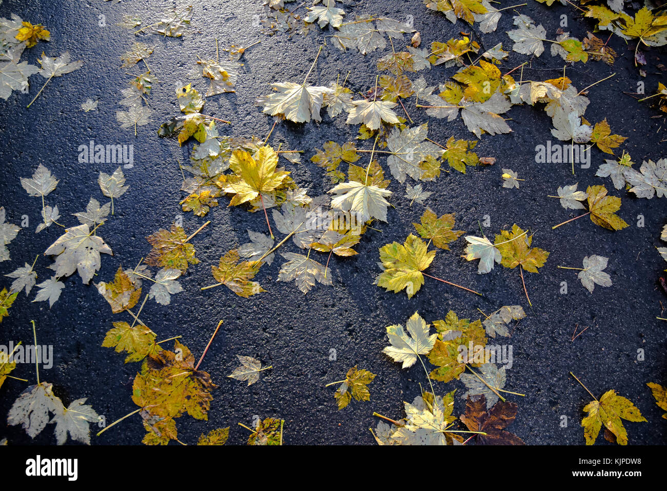Autumn leaves on the ground Stock Photo - Alamy