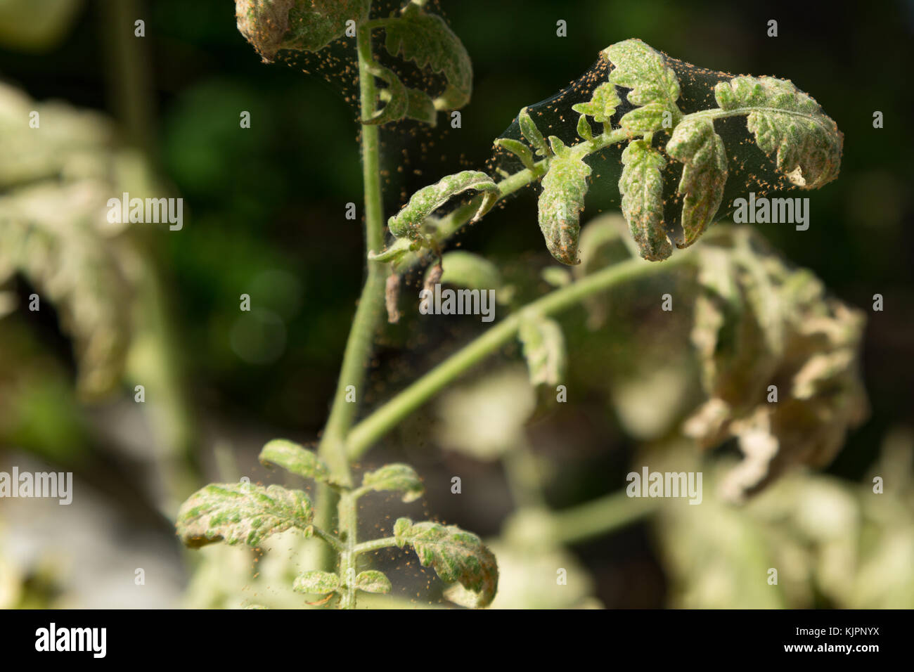 Asuncion, Paraguay. 28th Nov, 2017. Hot and dry weather conditions greatly favor spider mite rapid development and reproduction. Spider mites infestation and damage on a organic tomato plant is seen during sunny day, Asuncion, Paraguay. Credit: Andre M. Chang/ARDUOPRESS/Alamy Live News Stock Photo