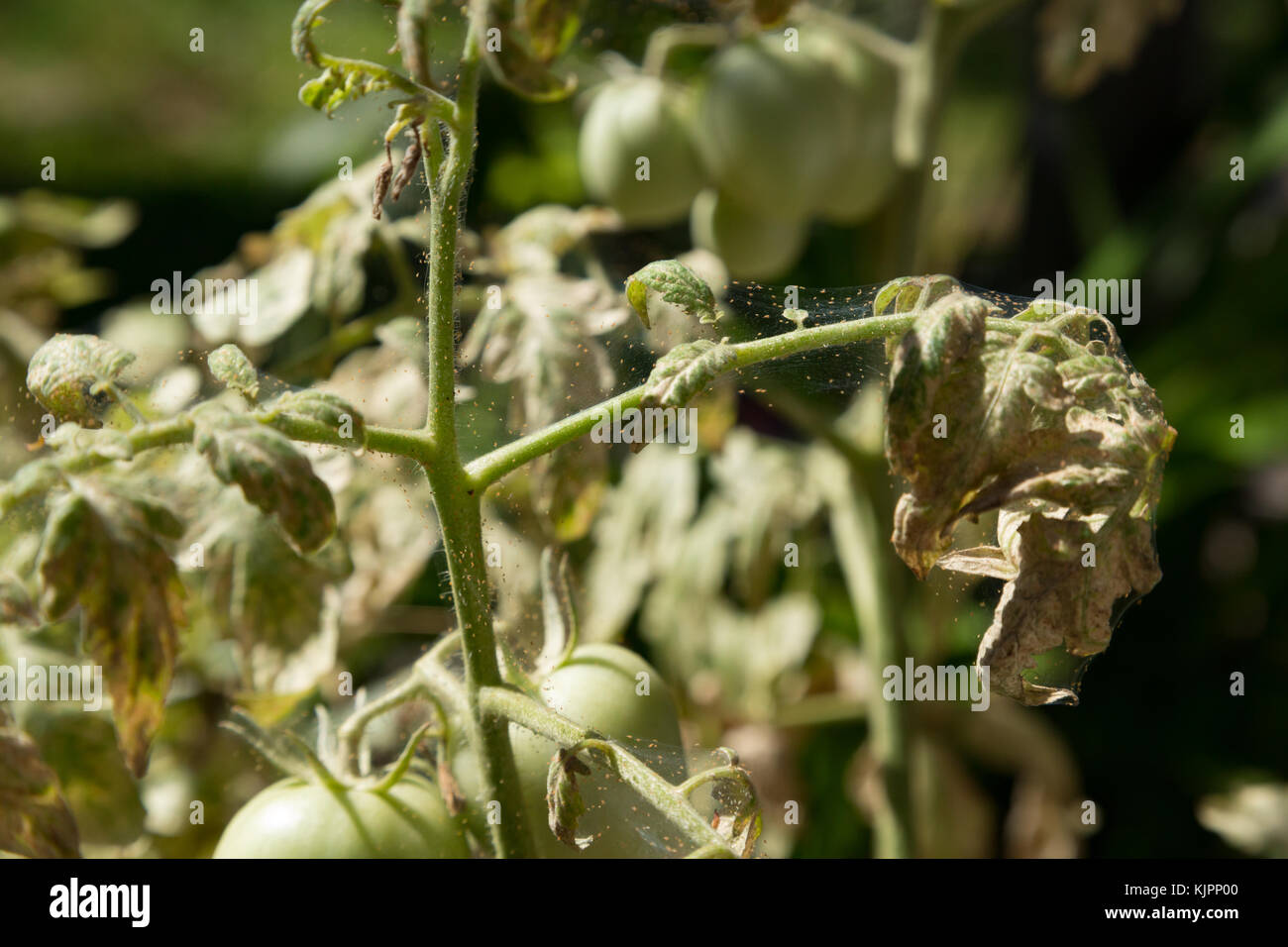 Asuncion, Paraguay. 28th Nov, 2017. Hot and dry weather conditions greatly favor spider mite rapid development and reproduction. Spider mites infestation and damage on a organic tomato plant is seen during sunny day, Asuncion, Paraguay. Credit: Andre M. Chang/ARDUOPRESS/Alamy Live News Stock Photo