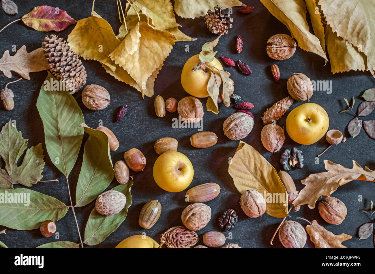 The dried, yellow autumn leaves of different types with nuts, acorns