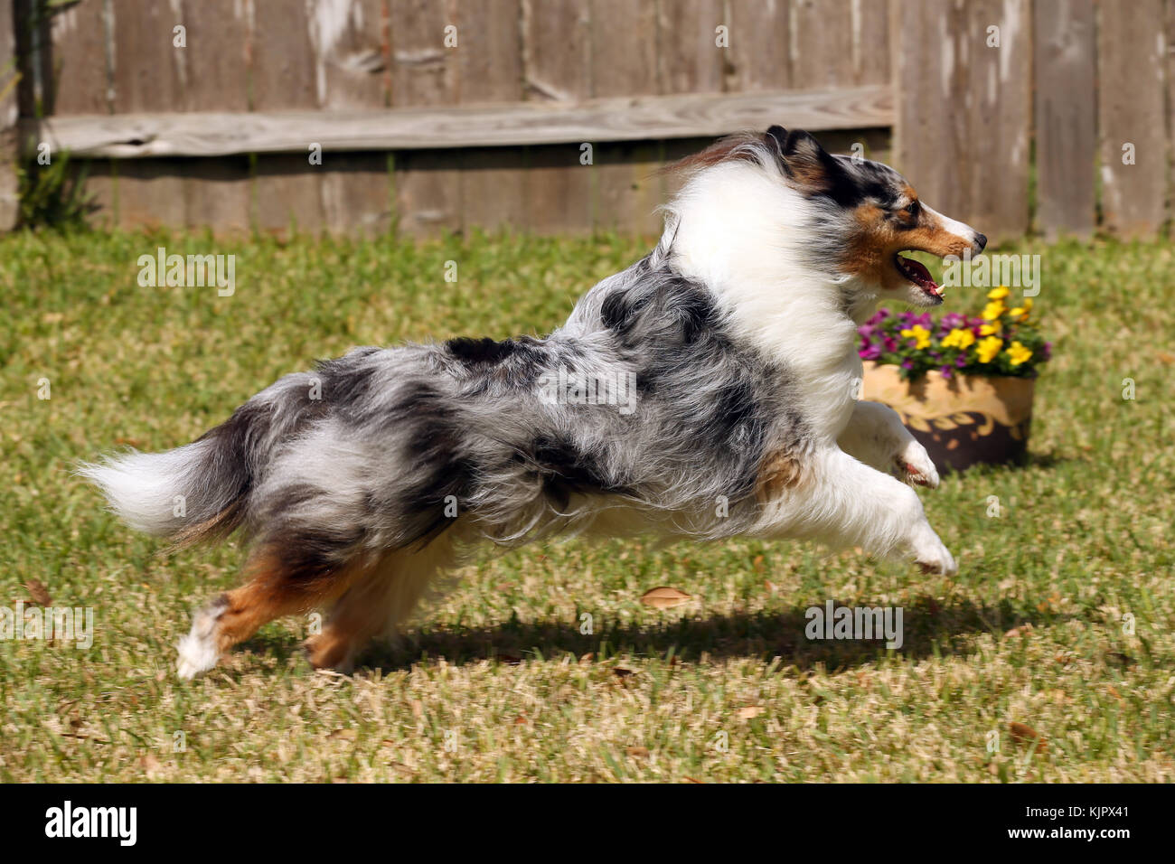 Running sheltie hi-res stock photography and images - Alamy