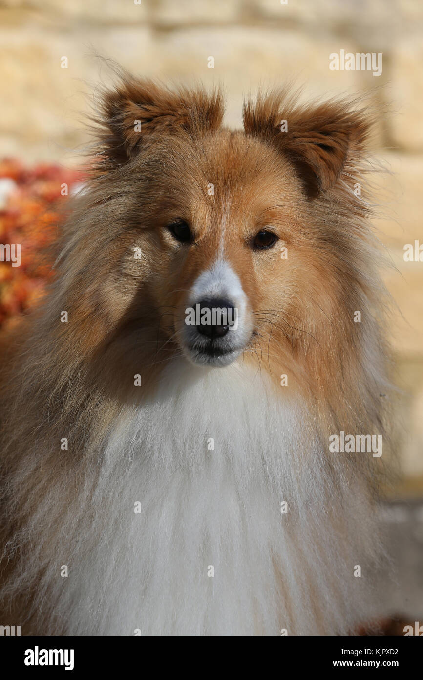 Close up head shoulders portrait hires stock photography and images