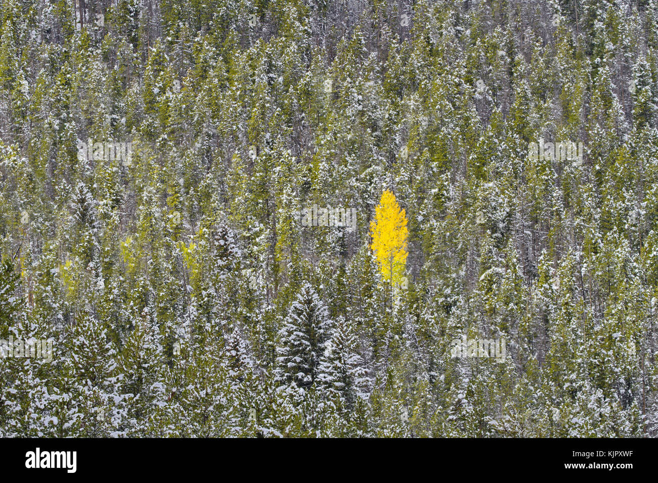 Eccentric, golden yellow tree stands out in the crowd in early autumn color at Rocky Mountain National Park in American West region.  Horizontal, back Stock Photo