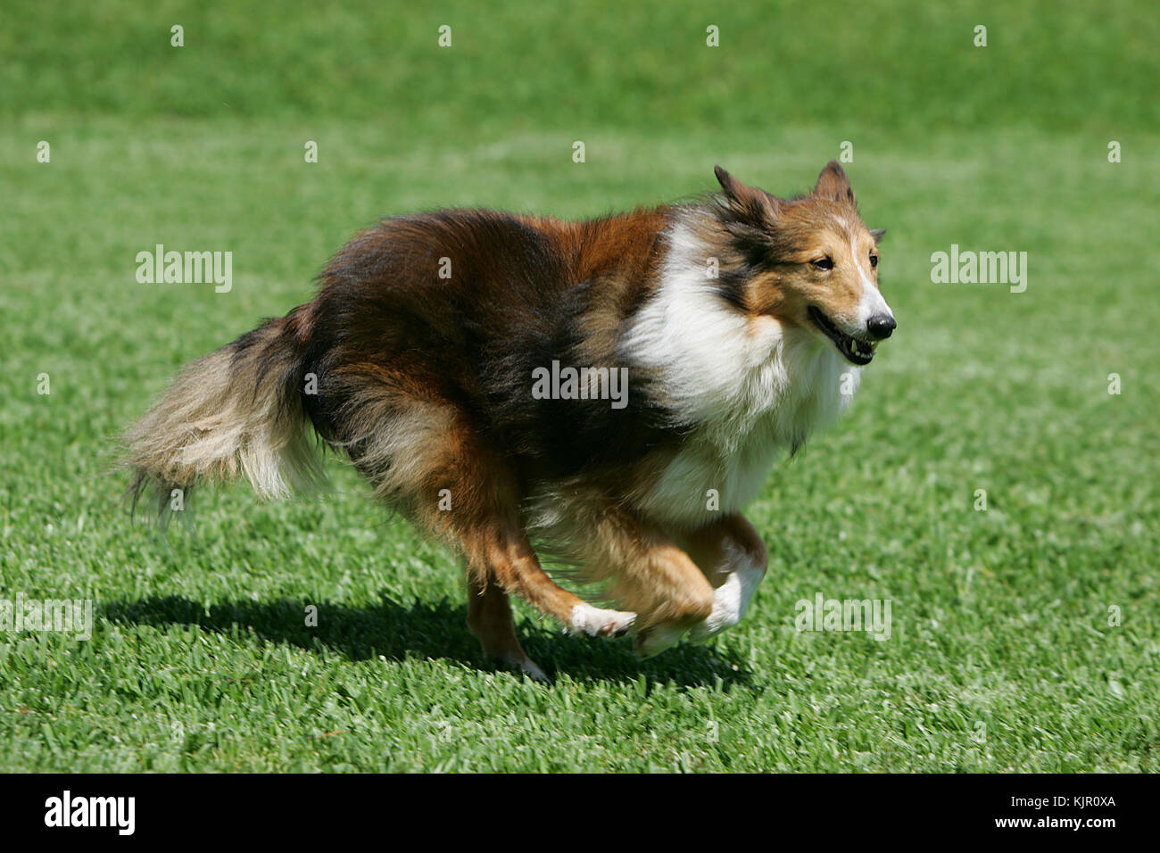 Northern Inuit Stock Photo Alamy