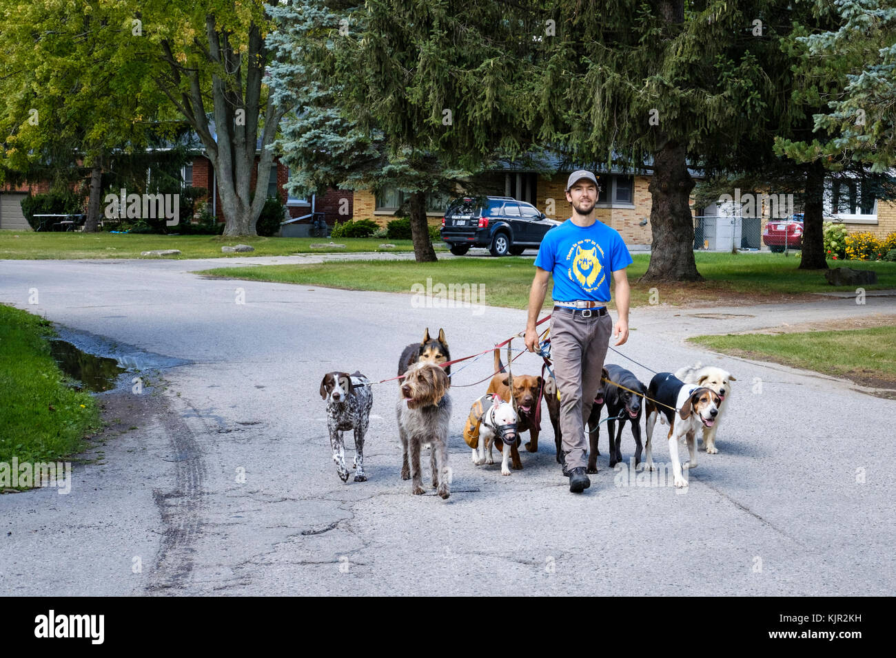 Male professional dog walker in his twenties walking a pack of dogs in the street, London, Ontario, Canada. Stock Photo