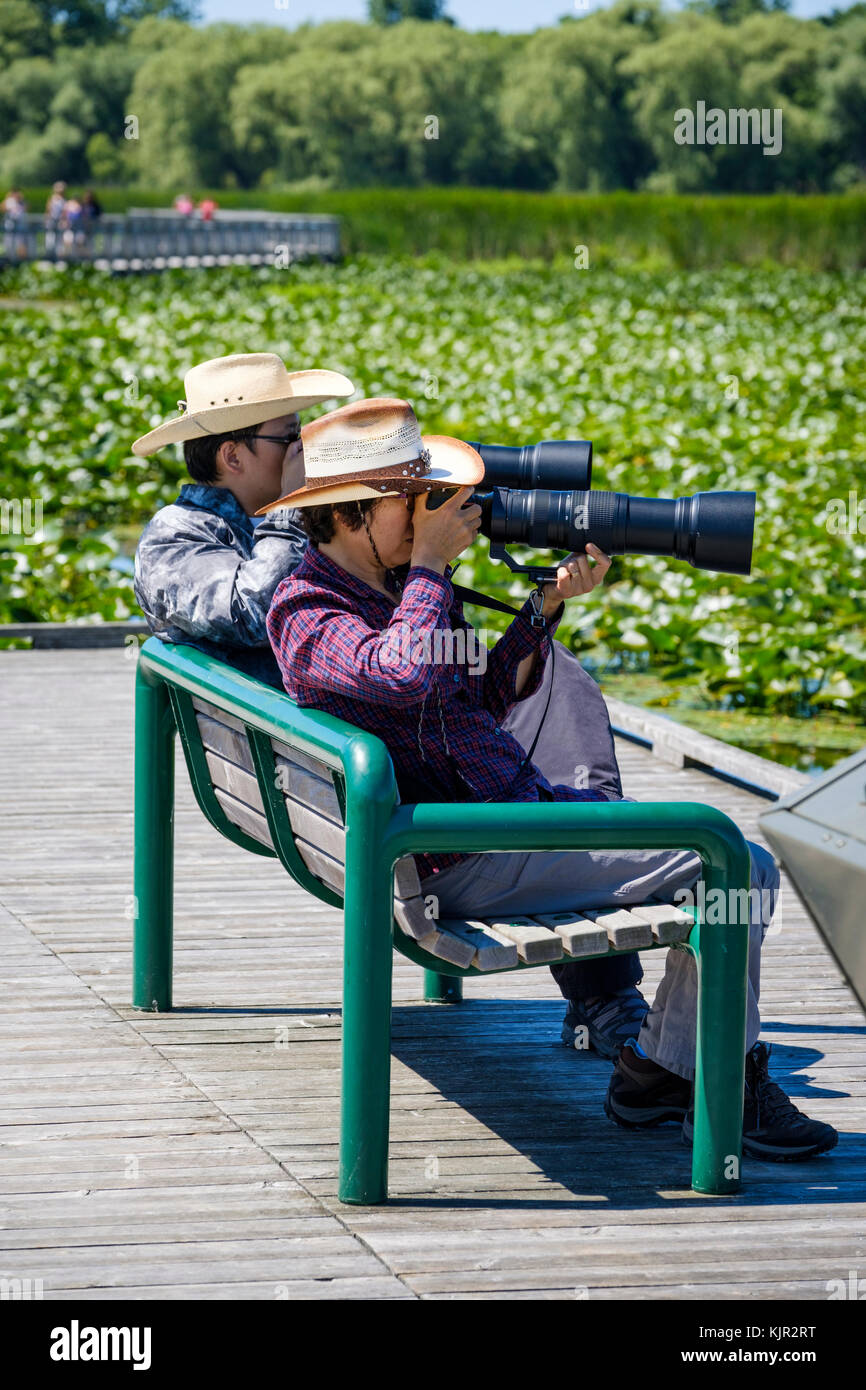 Two photographers (a couple) taking bird photographs with long lenses at Point Pelee National Park boardwalk, Ontario, Canada. Stock Photo