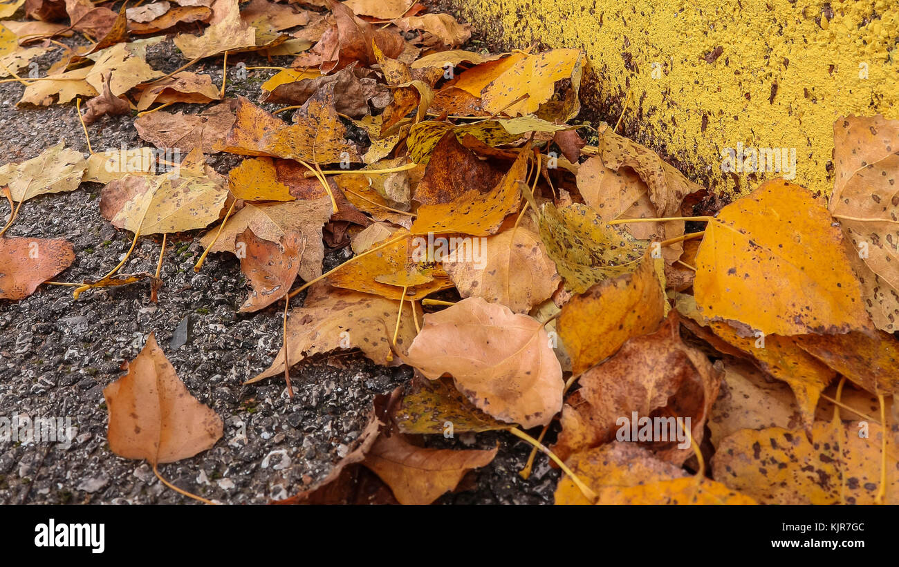 Fall leaves on the road Stock Photo