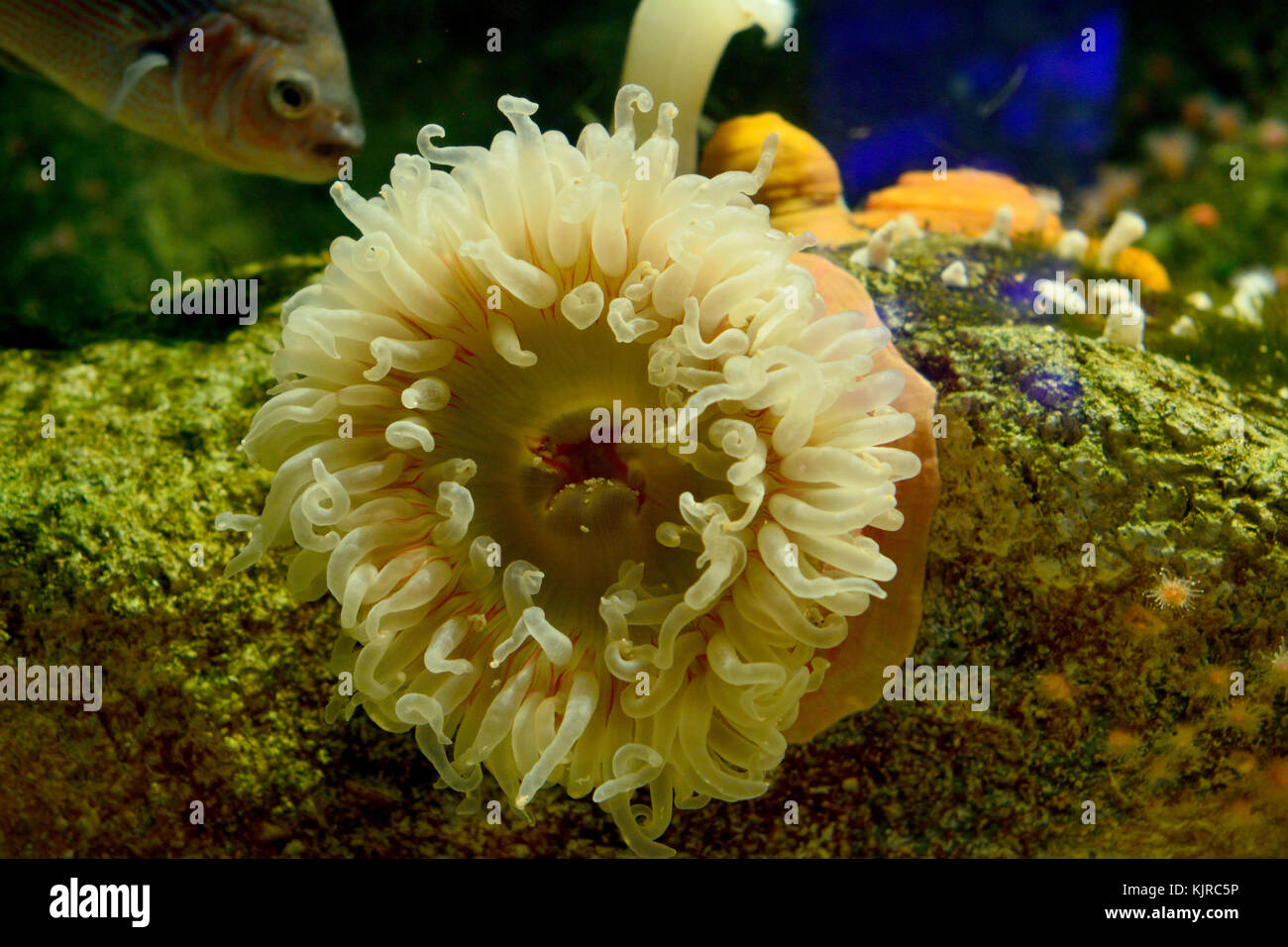 Sea anemone with fish in the background. Stock Photo
