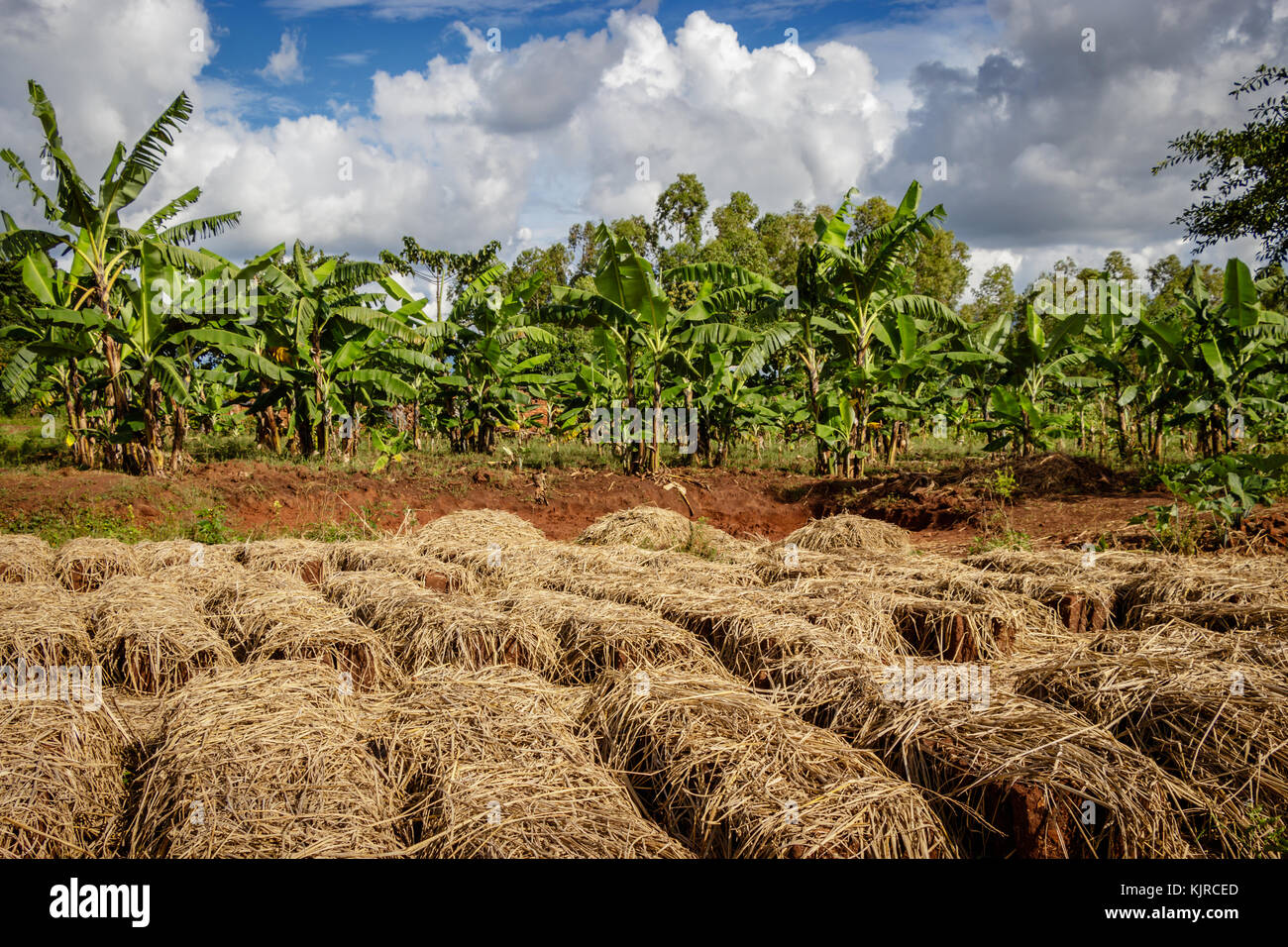 Drying mud bricks in Uganda. The straw is used to keep the mud bricks protected for rain and sun. A brick is building material used to make walls, pav Stock Photo