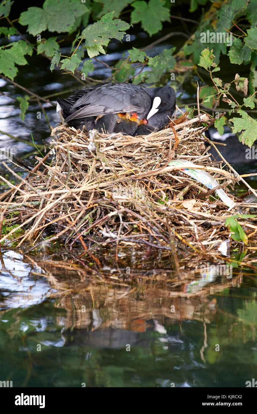 Female coot (Fulica atra) nurturing chicks on nest in stream Stock Photo