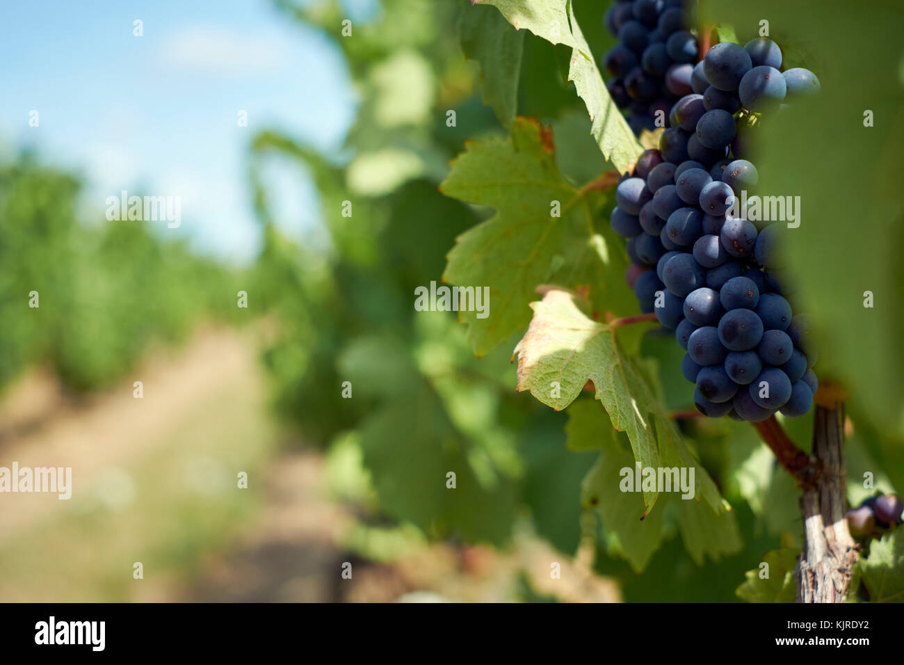 Vinyards plantation hi-res stock photography and images - Alamy