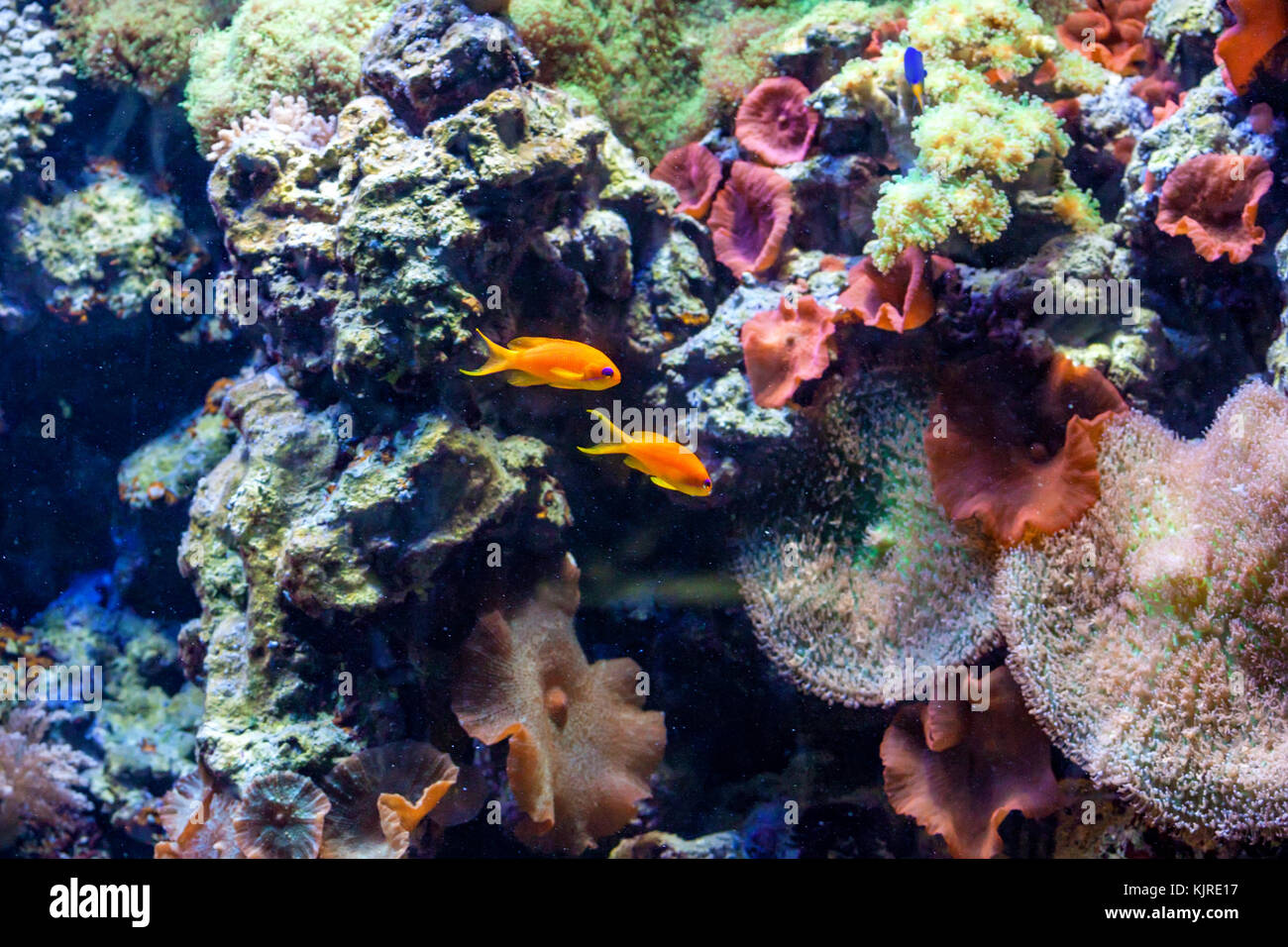 Fragment of colorful coral reef Stock Photo