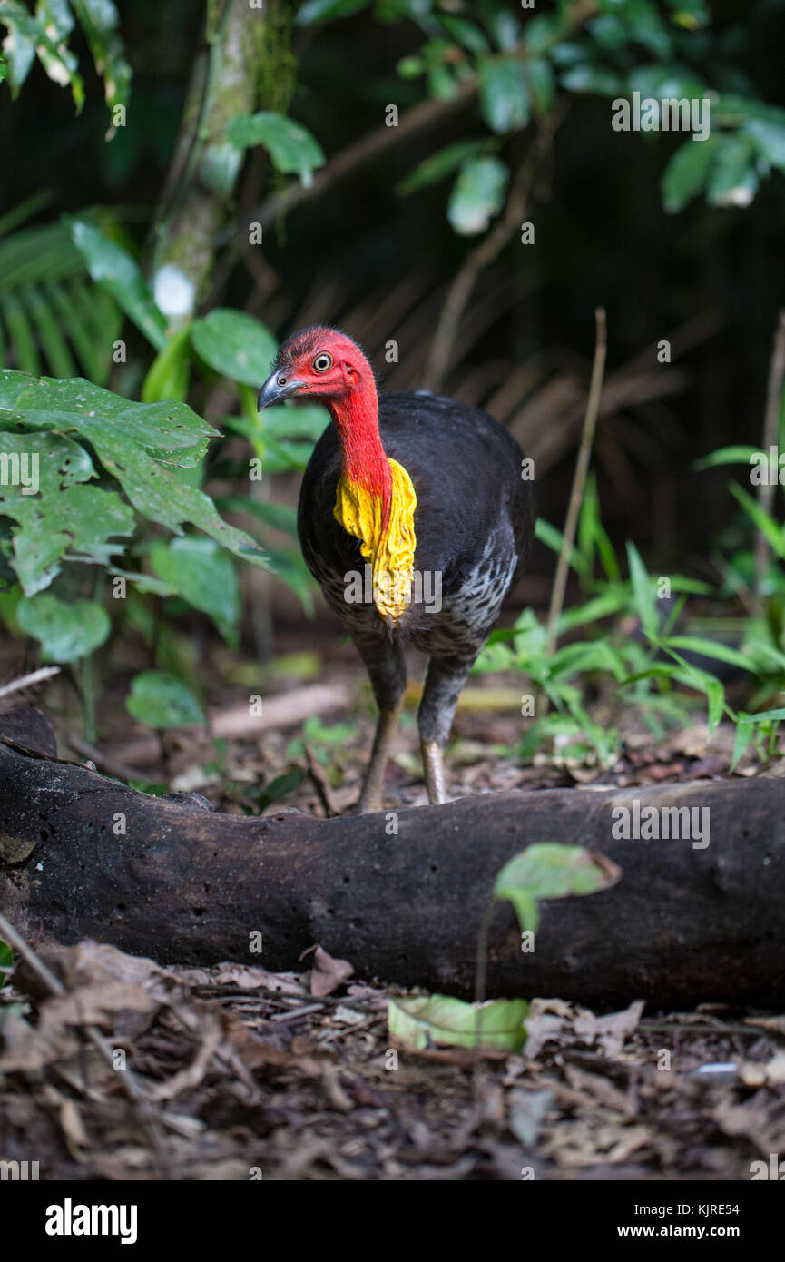 Australian Brush Turkey (Alectura lathami) in rainforest in Far North Queensland. Stock Photo