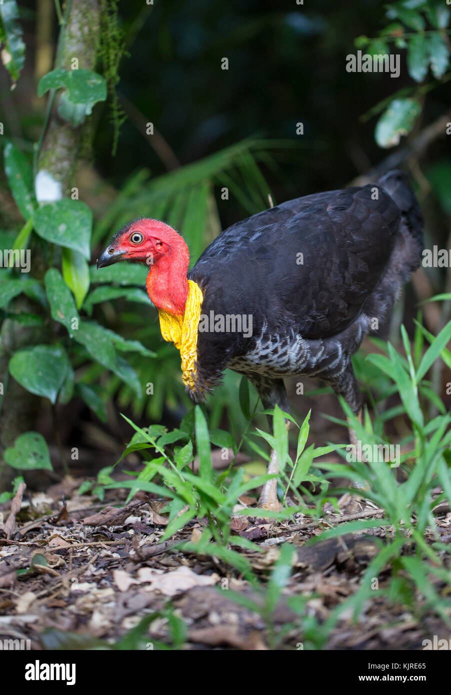 Australian Brush Turkey (Alectura lathami) in rainforest in Far North Queensland. Stock Photo