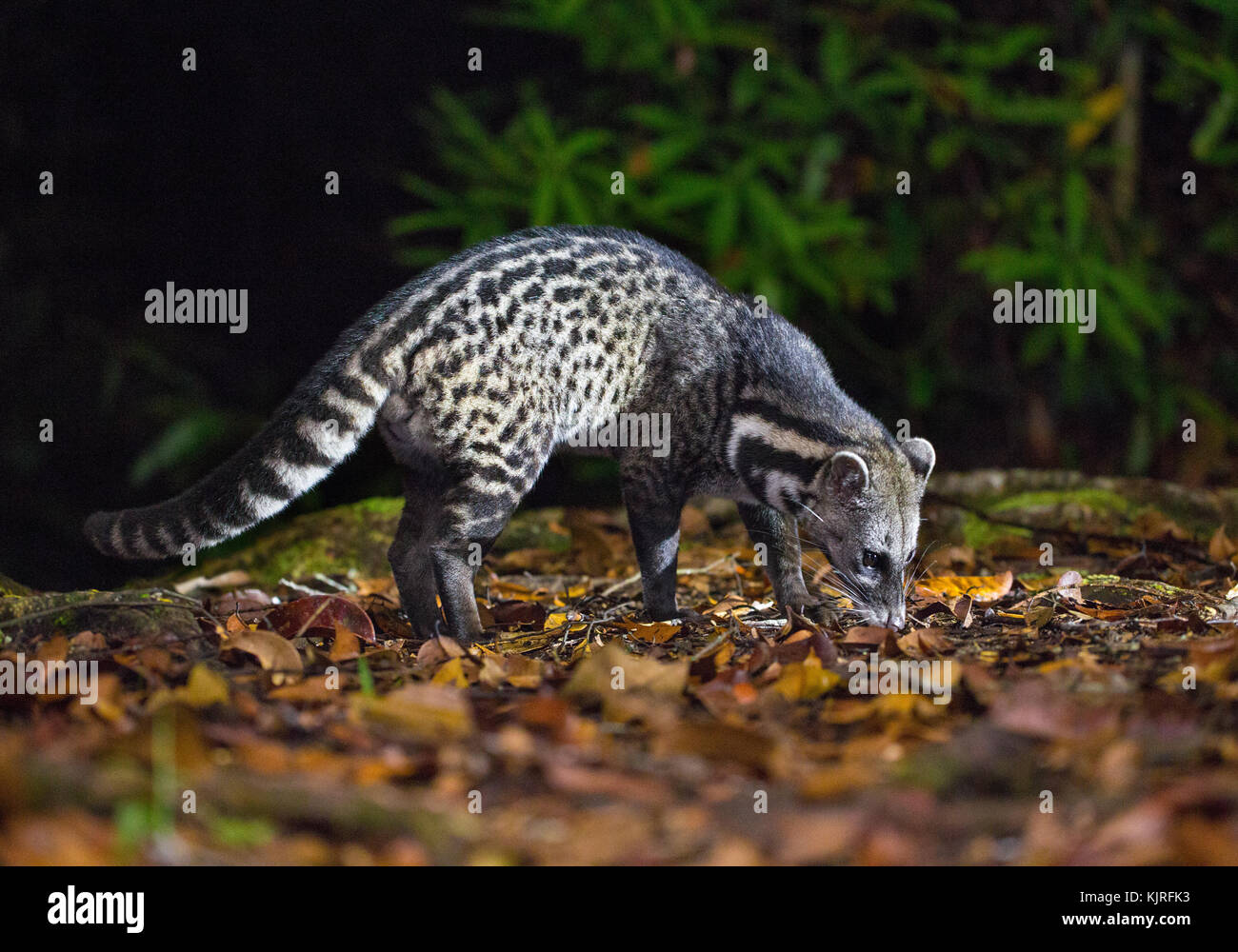 Malay Civet (Viverra tangalunga), Maliau Basin, Sabah, Malaysia Stock Photo