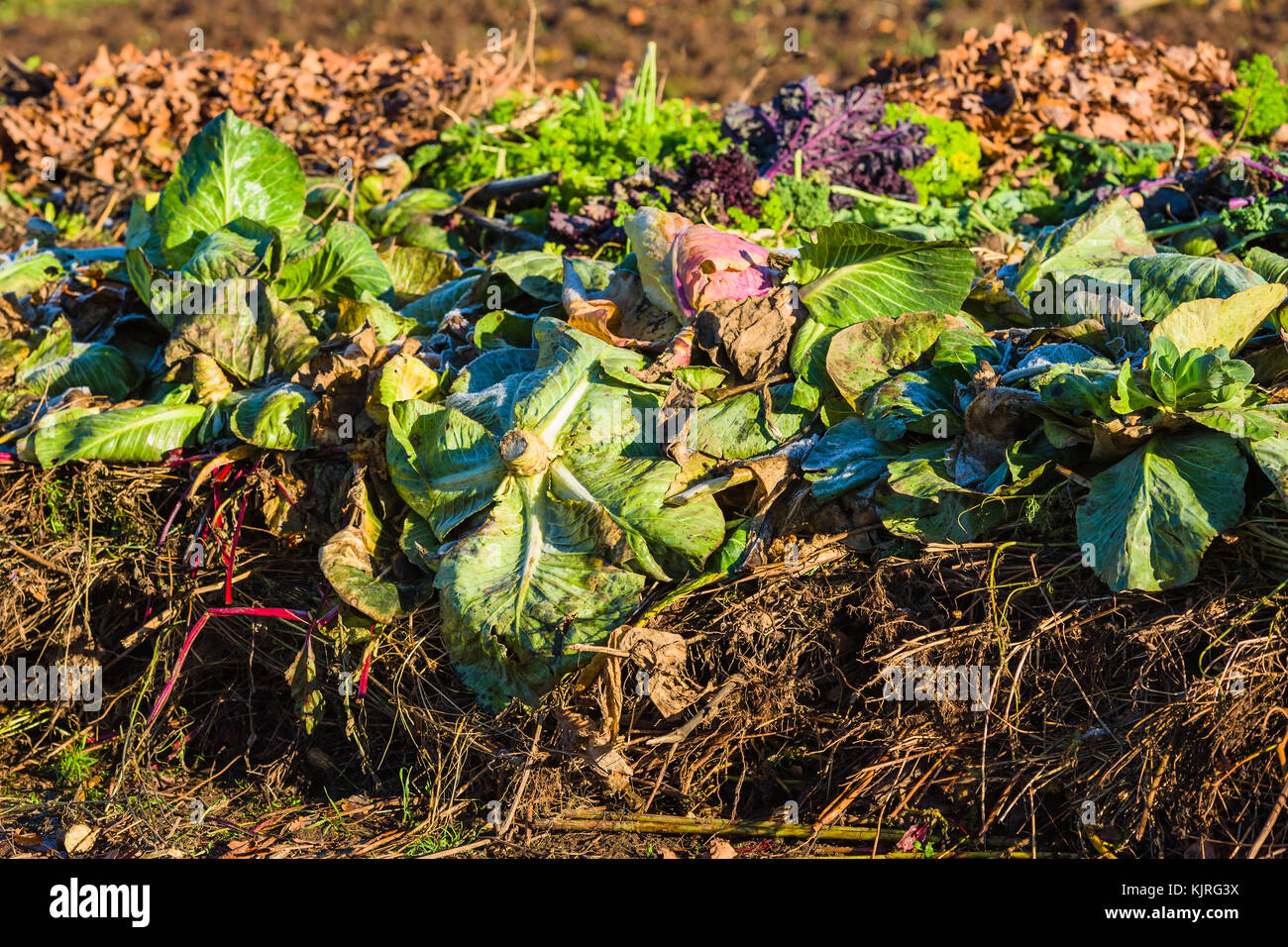 Fresh vegetable tops in compost pile Stock Photo Alamy