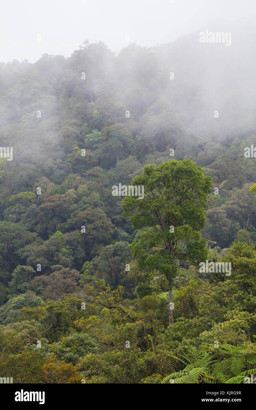 Montane tropical rainforest and mist in the Crocker Ranges, Sabah, Malaysia Stock Photo
